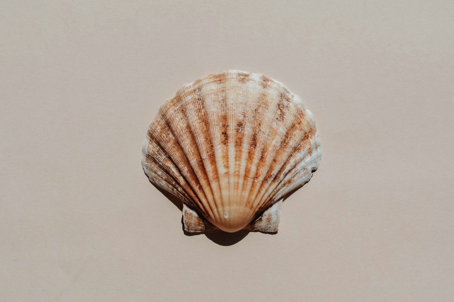 a sea shell is seen from above on a beige background